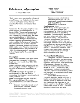 Tubulanus Polymorphus Class: Anopla Order: Paleonemertea an Orange Ribbon Worm Family: Tubulanidae