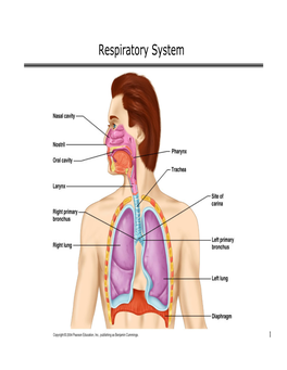 Respiratory System