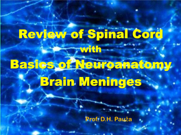 Review of Spinal Cord Basics of Neuroanatomy Brain Meninges