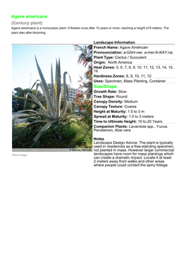 Agave Americana (Century Plant) Size/Shape