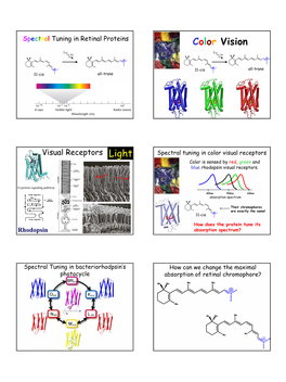 Color Vision Light