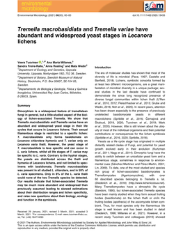 Tremella Macrobasidiata and Tremella Variae Have Abundant and Widespread Yeast Stages in Lecanora Lichens