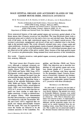 MALE GENITAL ORGANS and ACCESSORY GLANDS of the LESSER MOUSE DEER, TRAGULUS Fa VAN/CUS