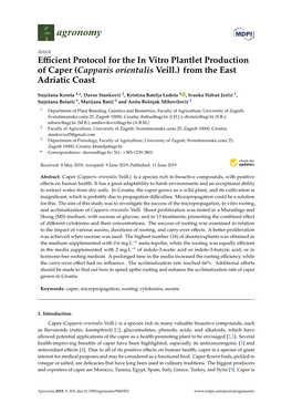 Efficient Protocol for the in Vitro Plantlet Production of Caper