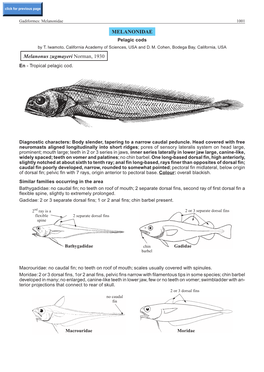 MELANONIDAE Melanonus Zugmayeri Norman, 1930