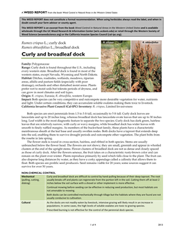 Rumex Crispus L.; Curly Dock R