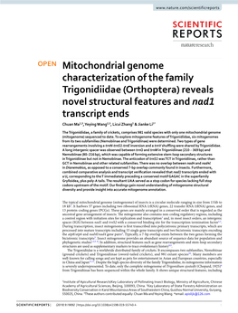 Mitochondrial Genome Characterization of the Family Trigonidiidae