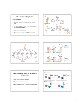 DNA Structure and Replication Three Key Features Needed for Any Model