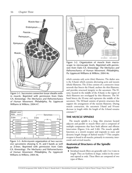 THE MUSCLE SPINDLE Anatomical Structures of the Spindle Apparatus