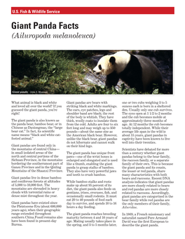 Giant Panda Facts (Ailuropoda Melanoleuca)