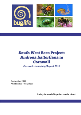 South West Bees Project Andrena Hattorfiana 2016