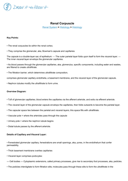 Renal Corpuscle Renal System > Histology > Histology