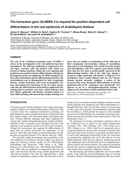 The Homeobox Gene GLABRA 2 Is Required for Position-Dependent Cell Differentiation in the Root Epidermis of Arabidopsis Thaliana