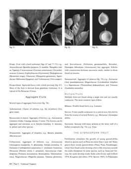 Drupe. Fruit with a Hard Endocarp (Figs. 67 and 71-73); E.G., and Sterculiaceae (Helicteres Guazumaefolia, Sterculia)