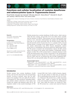 Functions and Cellular Localization of Cysteine Desulfurase And