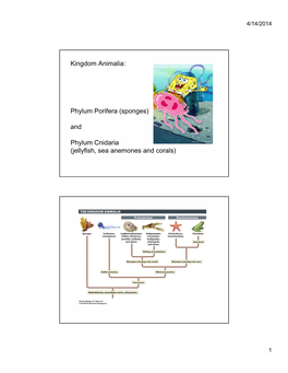 Sponges) and Phylum Cnidaria (Jellyfish, Sea Anemones and Corals