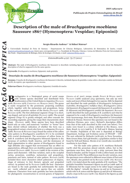 Description of the Male of Brachygastra Moebiana Saussure 1867 (Hymenoptera: Vespidae; Epiponini)