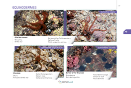 Espécies Marinhas De Cabo Verde (BIOTECMAR)