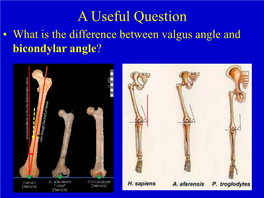 H. Erectus Vs