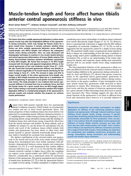 Muscle-Tendon Length and Force Affect Human Tibialis Anterior Central