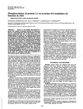 Phosphorylation of Protein 4.1 on Tyrosine-418 Modulates Its Function