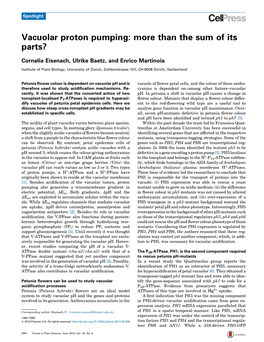 Vacuolar Proton Pumping: More Than the Sum of Its Parts?