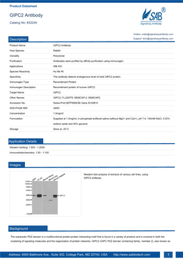 GIPC2 Antibody