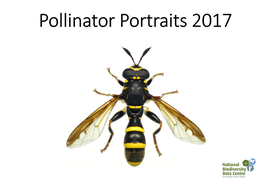Pollinator Portraits 2017 Portraits De Pollinisateurs 2017
