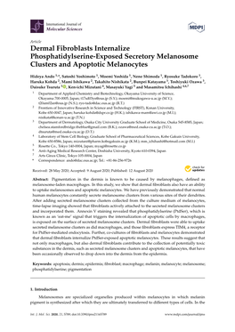 Dermal Fibroblasts Internalize Phosphatidylserine-Exposed Secretory Melanosome Clusters and Apoptotic Melanocytes