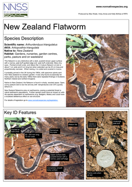 New Zealand Flatworm