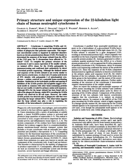 Chain of Human Neutrophil Cytochrome B CHARLES A