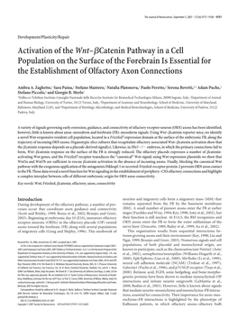 Activation of Thewnt–Яcatenin Pathway in a Cell Population on The