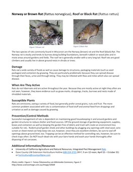 Norway Or Brown Rat (Rattus Norvegicus), Roof Or Black Rat (Rattus Rattus)