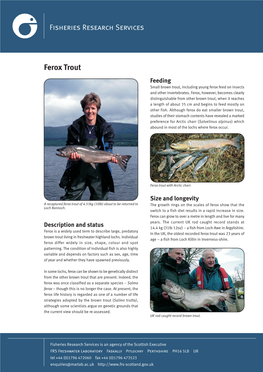 Ferox Trout Feeding Small Brown Trout, Including Young Ferox Feed on Insects and Other Invertebrates