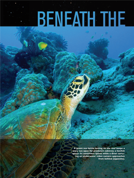 A Green Sea Turtle Resting on the Reef Keeps a Wary Eye Open for Predators