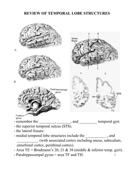 Review of Temporal Lobe Structures