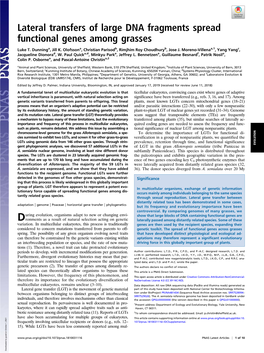 Lateral Transfers of Large DNA Fragments Spread Functional Genes Among Grasses