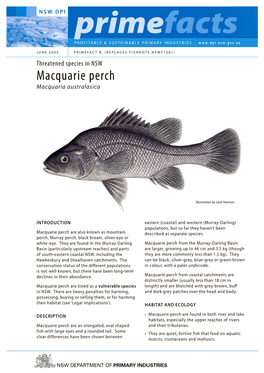 Macquarie Perch Macquaria Australasica