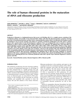 The Role of Human Ribosomal Proteins in the Maturation of Rrna and Ribosome Production