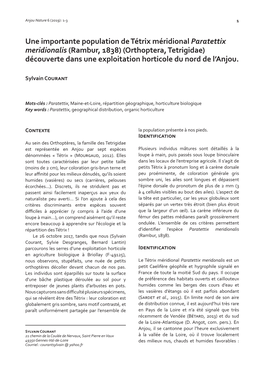 Une Importante Population De Tétrix Méridional Paratettix Meridionalis