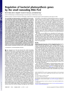 Regulation of Bacterial Photosynthesis Genes by the Small Noncoding RNA Pcrz