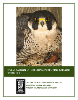 Investigation of Breeding Peregrine Falcons on Bridges