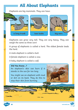 All About Elephants