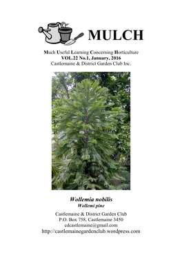 Wollemia Nobilis Wollemi Pine