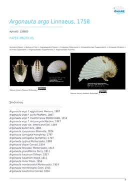 Argonauta Argo Linnaeus, 1758