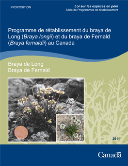 Braya De Long (Braya Longii) Et Braya De Fernald (Braya Fernaldii)