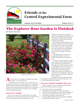 The Explorer Rose Garden Is Finished by Sharon Saunders