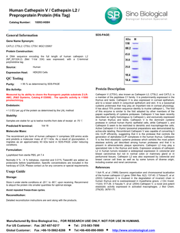 Human Cathepsin V / Cathepsin L2 / Preproprotein Protein (His Tag)