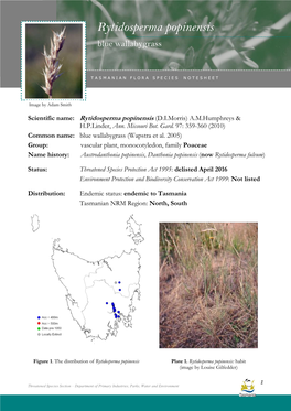 Rytidosperma Popinensis (Blue Wallabygrass) Rytidosperma Popinensis