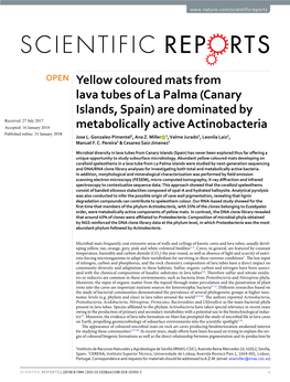 Yellow Coloured Mats from Lava Tubes of La Palma (Canary Islands, Spain